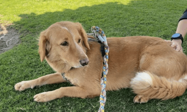 Dog Lost for 36 Days Found After 100-Mile Journey and Ocean Rescue